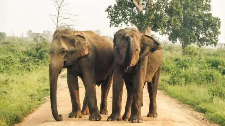 Udawalawe National Park