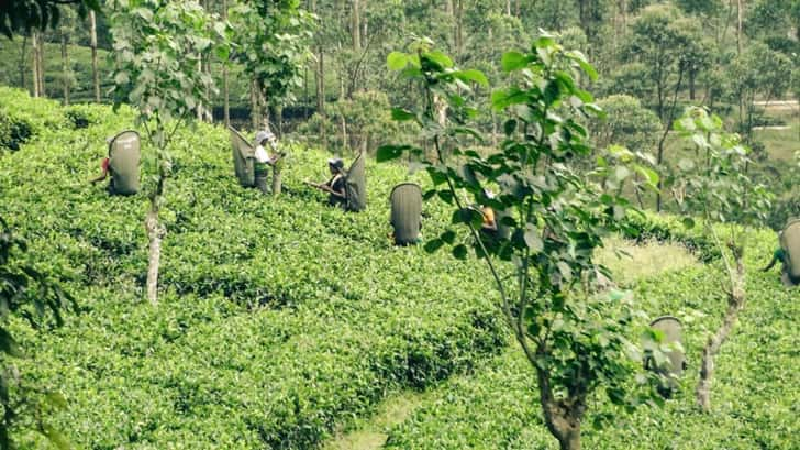 Sri Lanka bezienswaardigheden Theeplantages