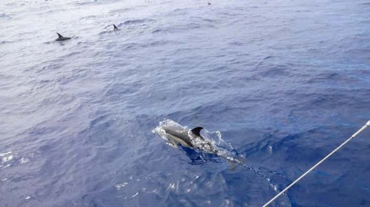 mooiste eilanden die wij bezochten - Madeira - Portugal