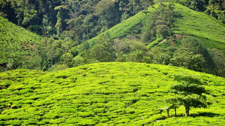 Cameron Highlands Maleisië