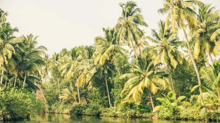 Backwaters Kerala