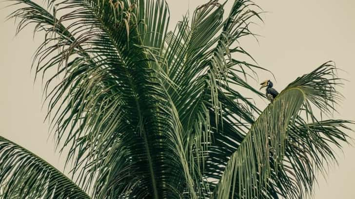 De mooiste eilanden van Maleisie Pulau Pangkor