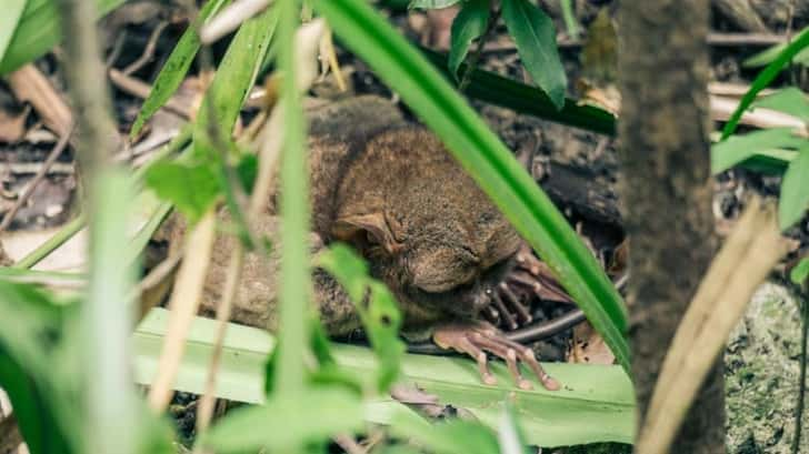 Tarsier Sanctuary 