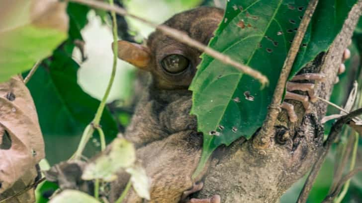 Tarsier Bohol, de Filipijnen