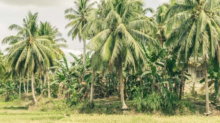 Bohol, de Filipijnen