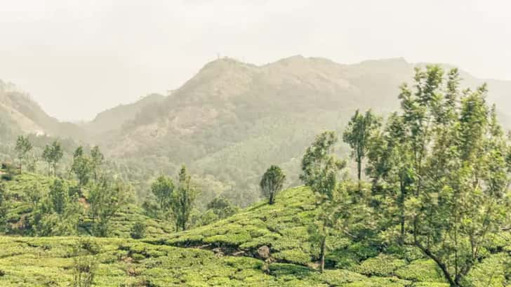 Theeplantages Kerala