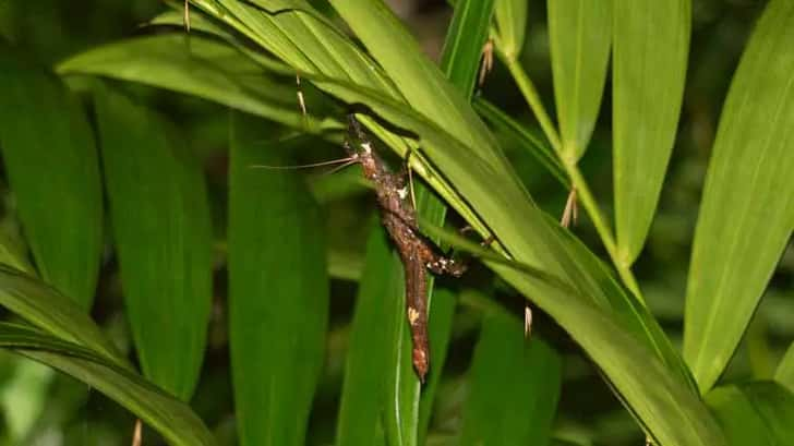 Bako National Park, Borneo, Maleisië. Night tour