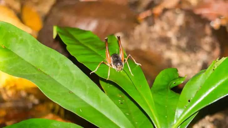 Bako National Park, Borneo, Maleisië. Night tour