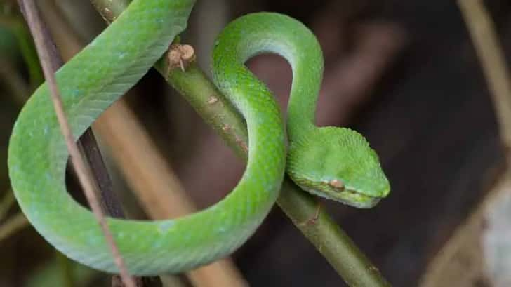 Bako National Park, Borneo, Maleisië. Green viper slang,