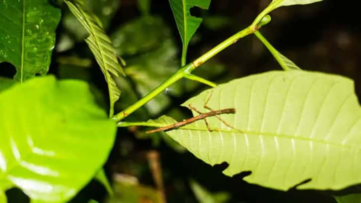 Maleisisch Borneo