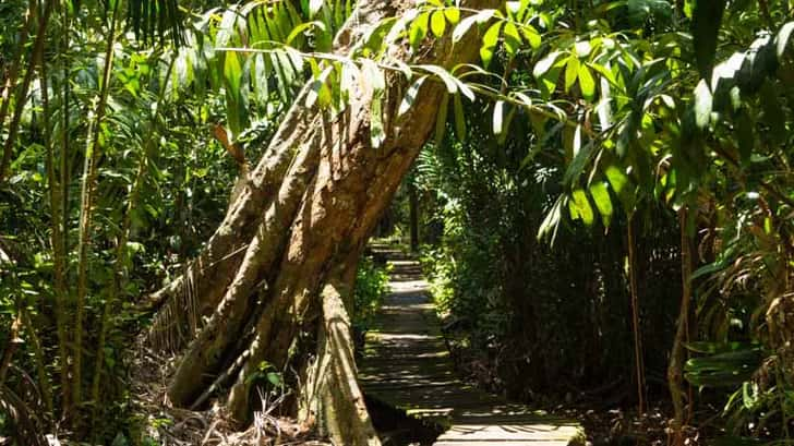 Bako National Park, Borneo, Maleisië. Routes uitgezet in het park