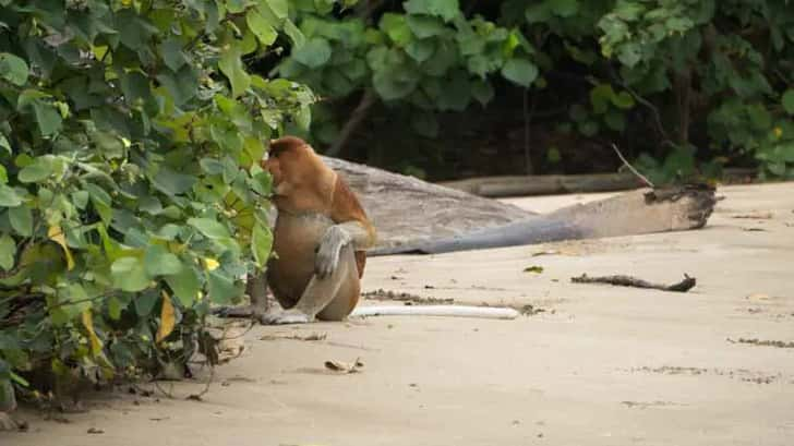 Bako National Park, Borneo, Maleisië. Neusaap op het strand