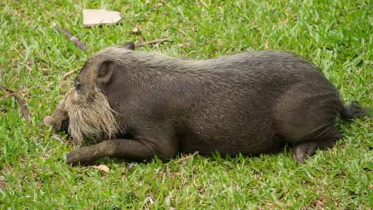 Wild zwijn Borneo