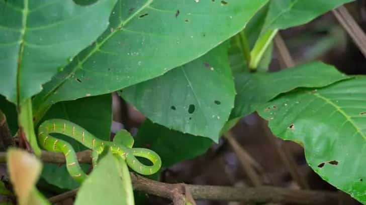 Green Viper Snake