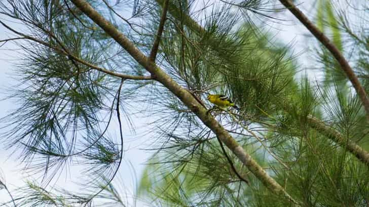 Bako National Park, Borneo, Maleisië. Mooie vogels