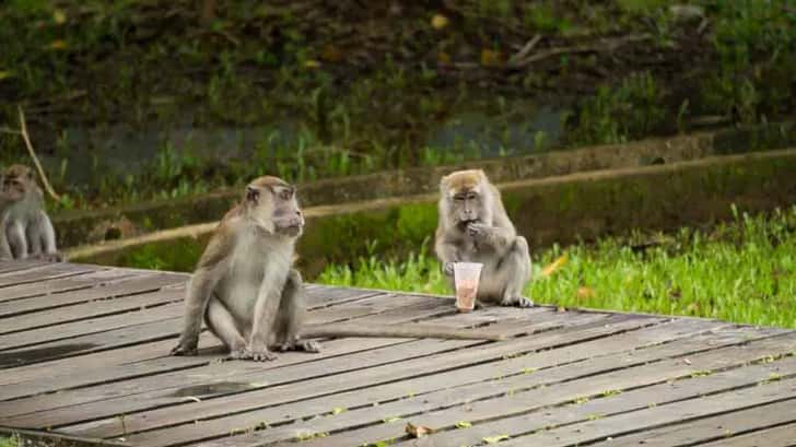 Bako National Park, Borneo, Maleisië. Makaken worden "Maffia" genoemd op het park omdat ze enorm brutaal zijn en alles stelen.