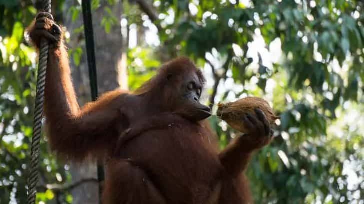 orang oetans op borneo