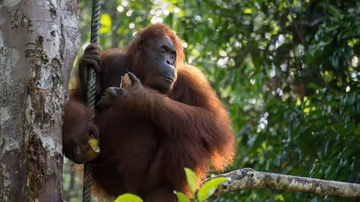 orang-oetans semenggoh kuching borneo