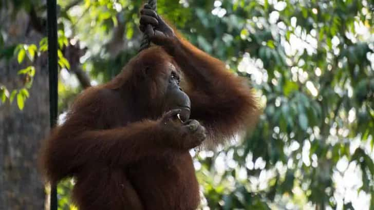 Orang oetan Borneo