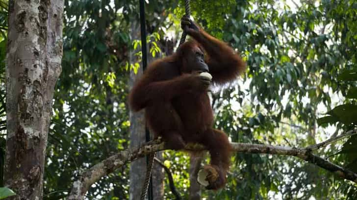 orang oetans op borneo