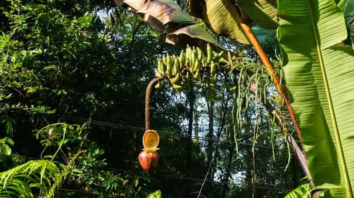 orang-oetans op borneo semenggoh kuching borneo