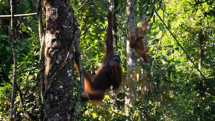 orang oetans op borneo