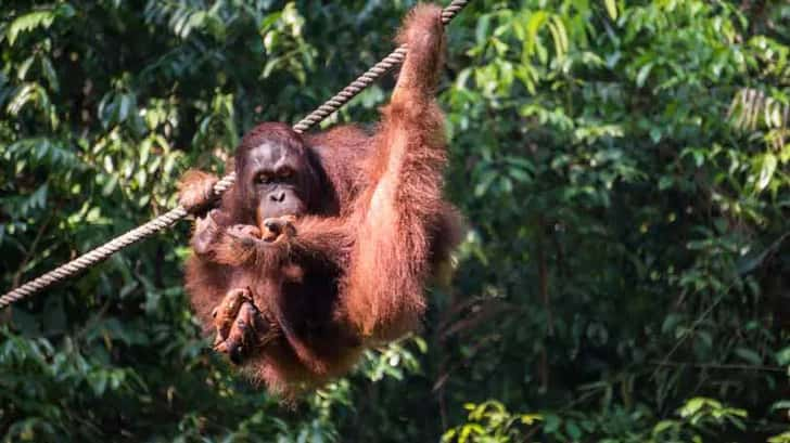 orang oetans op borneo