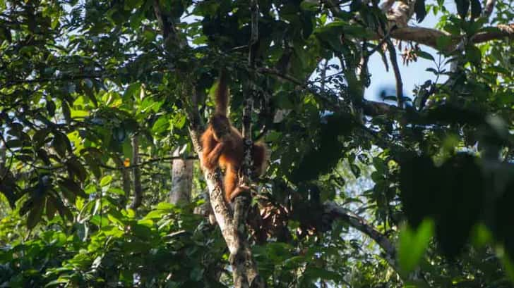 orang oetans op borneo