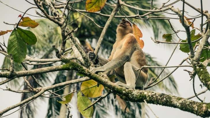 bako national park, Maleisisch Borneo