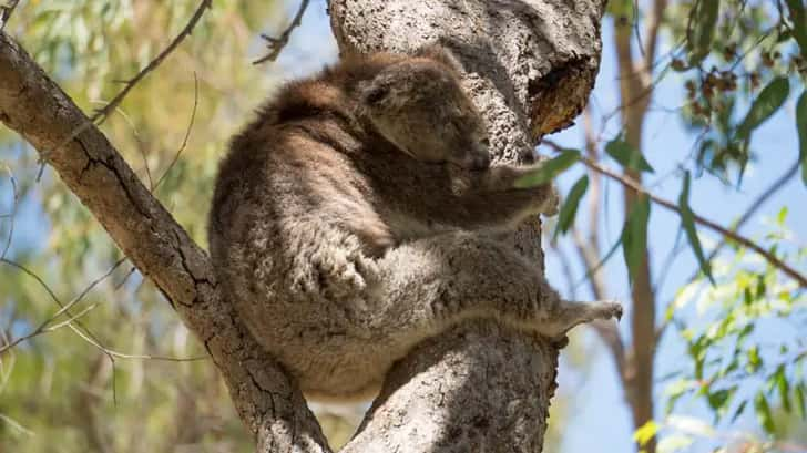 dagtrips perth - yanchep national park