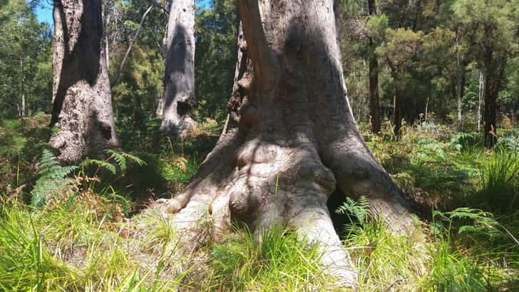 Walpole-Nornalup National Park 