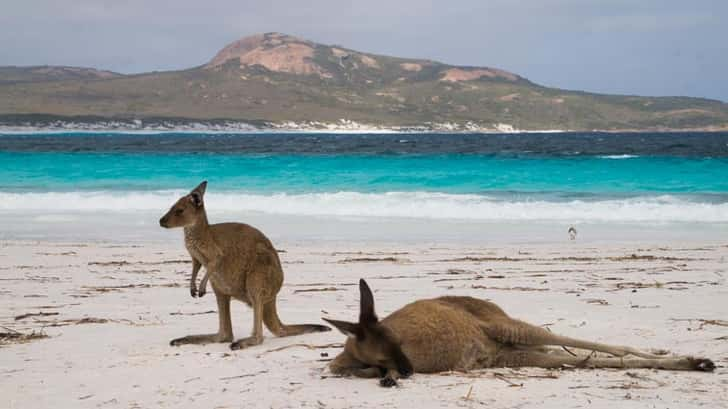 Lucky Bay Kangoeroes