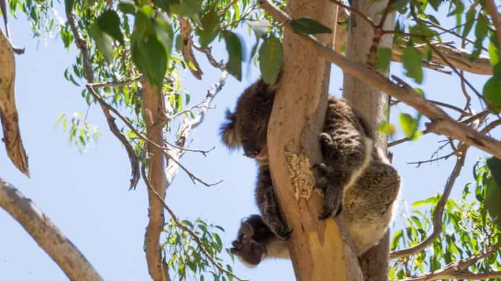 Yanchep National Park