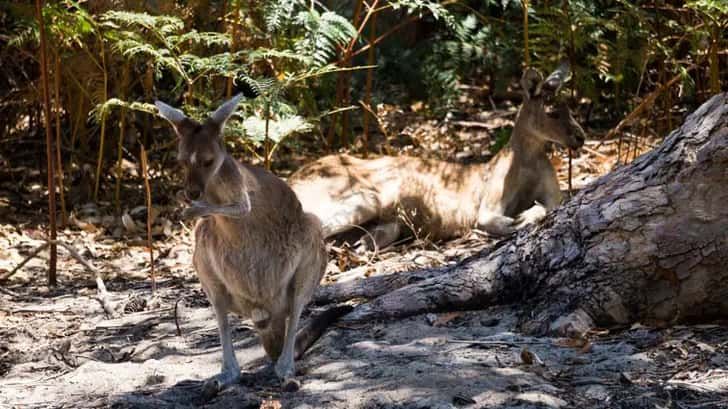 Yanchep National Park