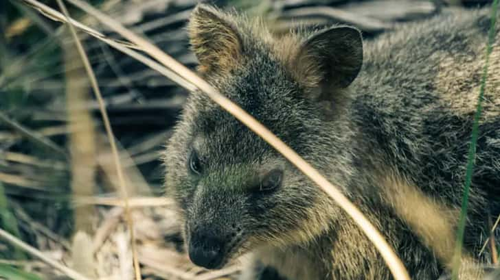 Quokka Rottnest Island