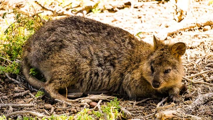 Quokka