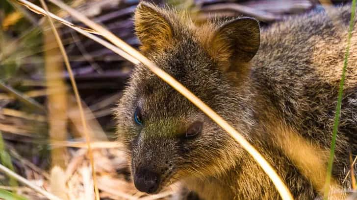 Quokka