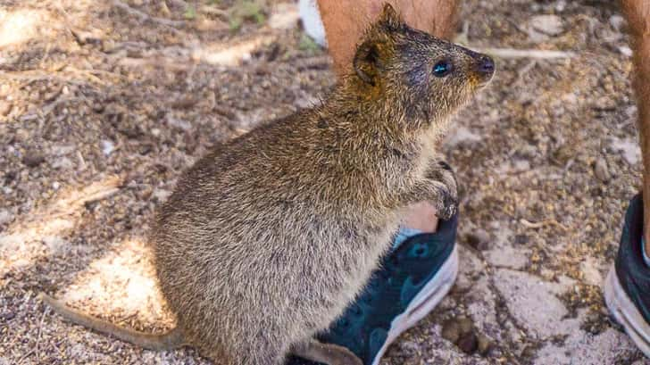 Quokka