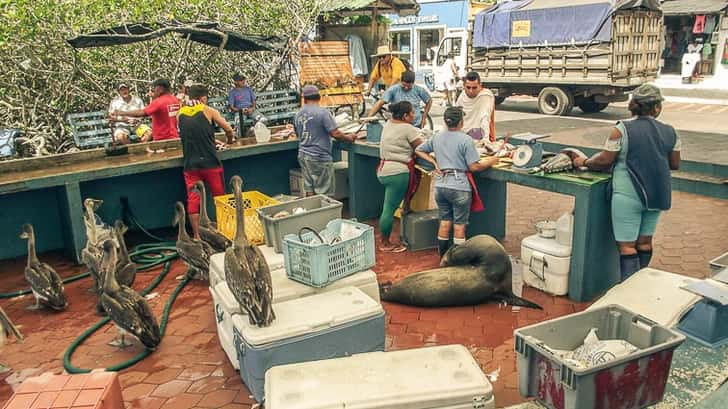 vismarkt santa cruz wildlife spotten op de galapagos eilanden