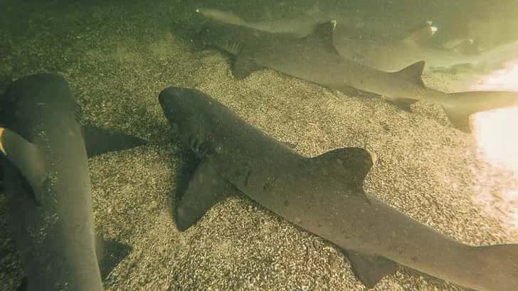 wildlife spotten op de galapagos eilanden