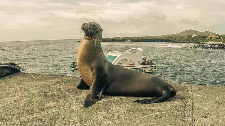 wildlife spotten op de galapagos eilanden