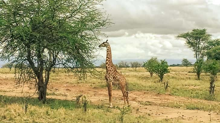 Tarangire Nationaal Park