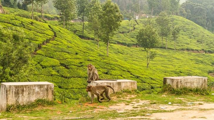 Munnar