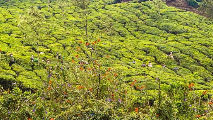 Munnar