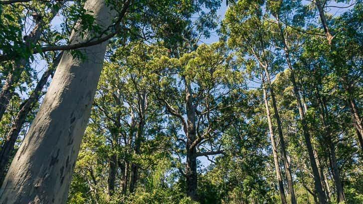 West Australië bezienswaardigheden: Walpole National park