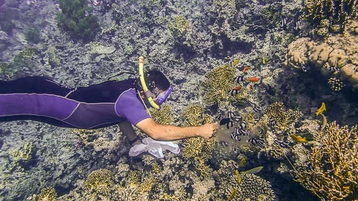 Duiken en Snorkelen in Aqaba