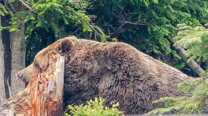 Canada Highlights. Grizzly beer