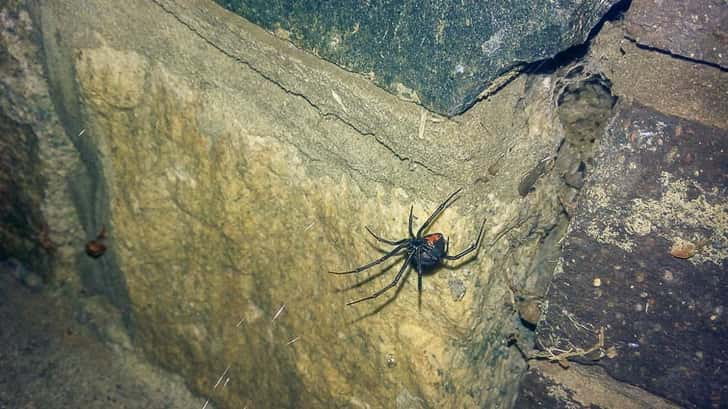 Red back spider