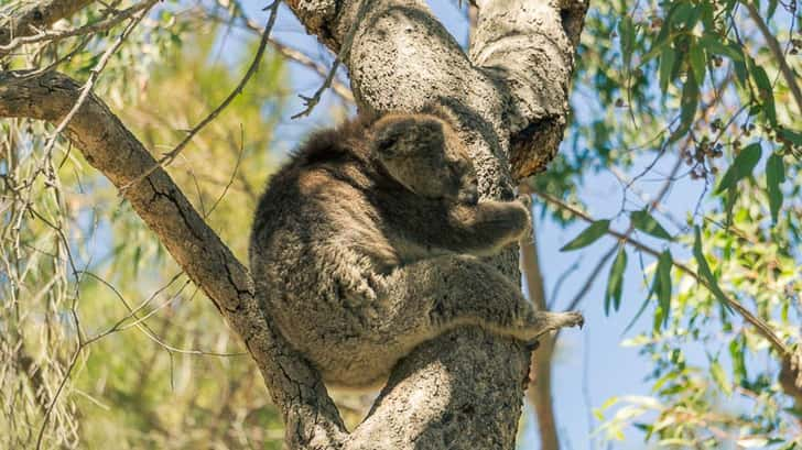 Koala