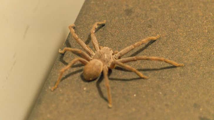 Huntsman spider